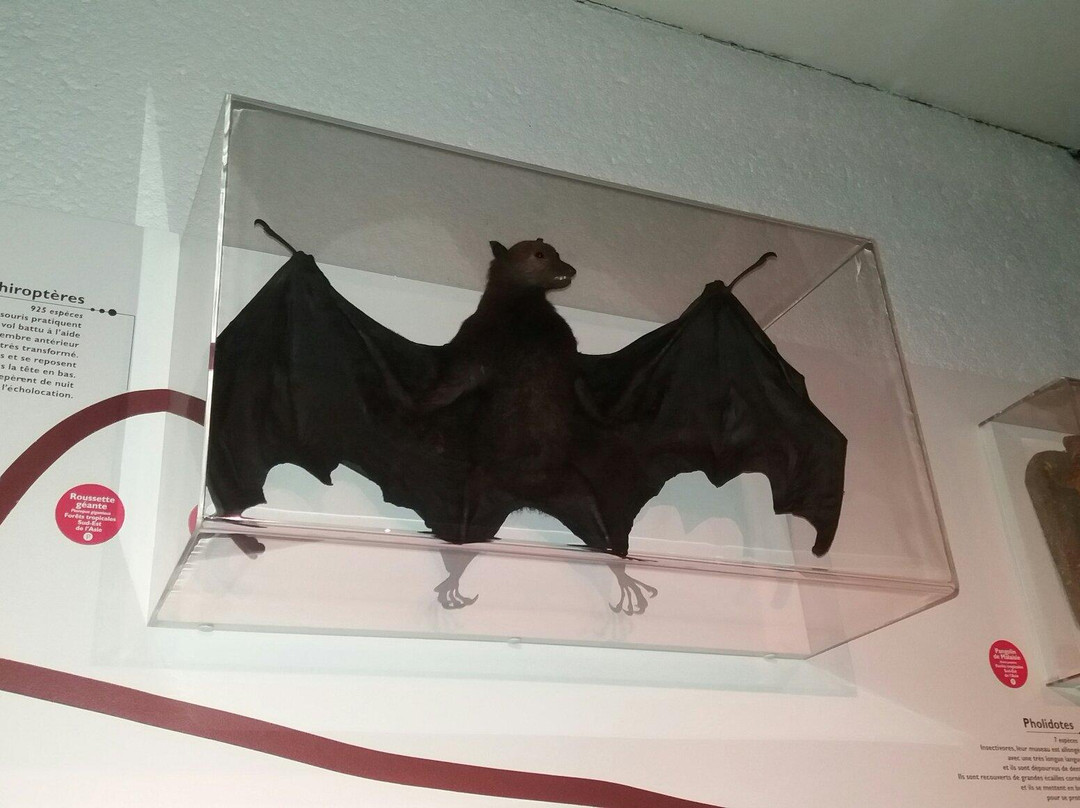 Musee Lecoq Natural History Museum景点图片