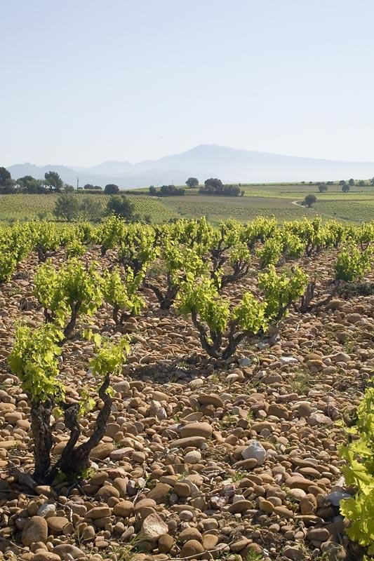 Domaine Juliette Avril景点图片