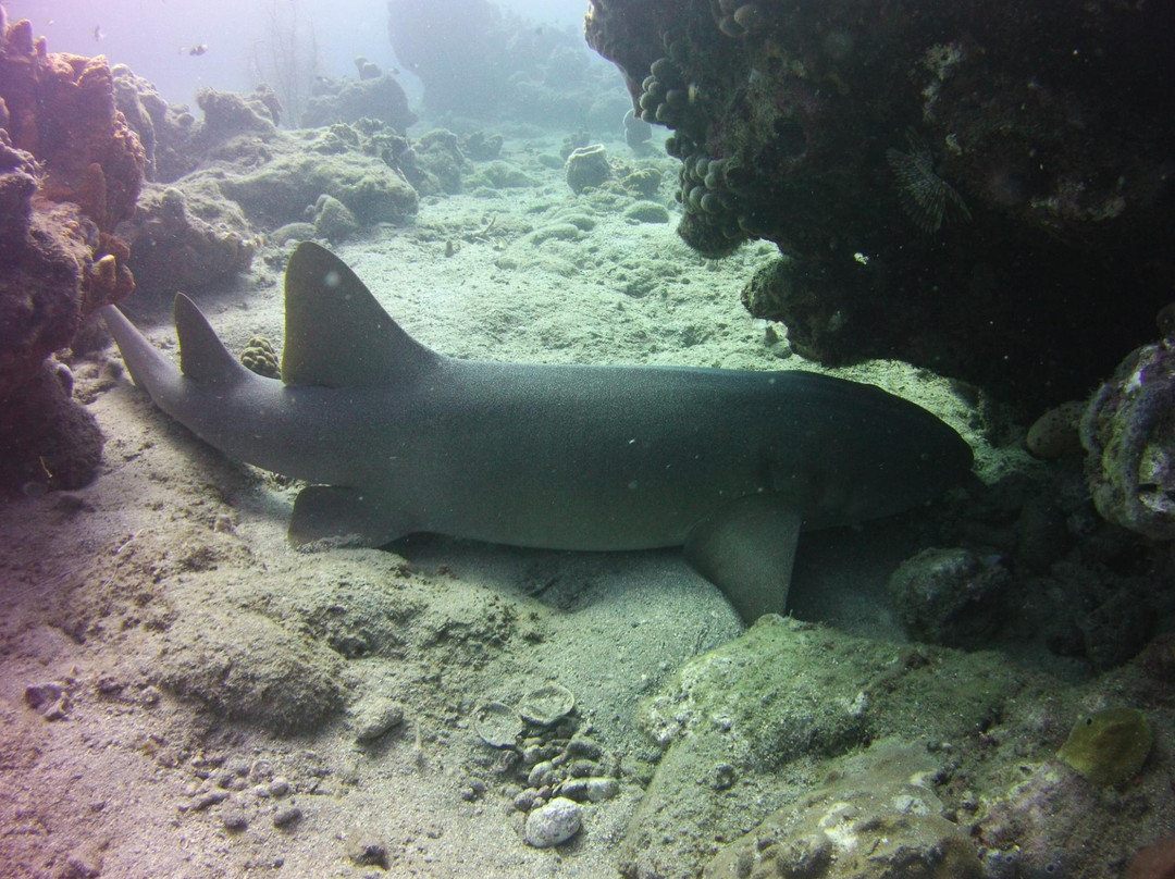Buddy Dive on Dominica景点图片