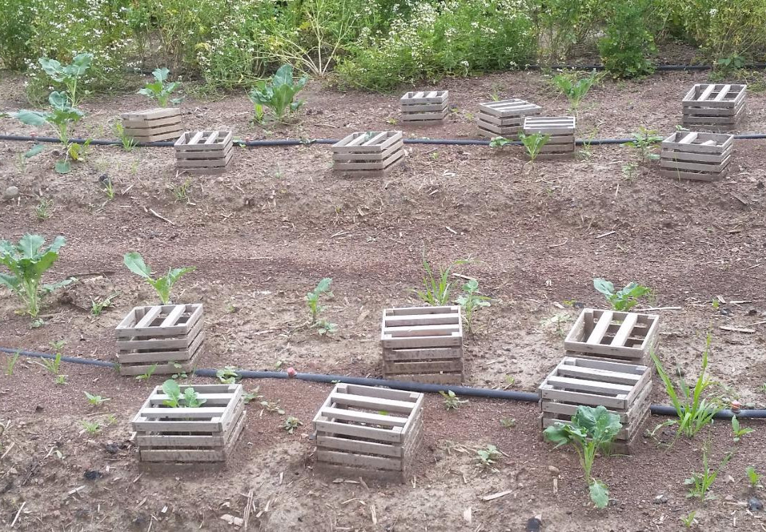 Dacha "Huerto Organico"景点图片