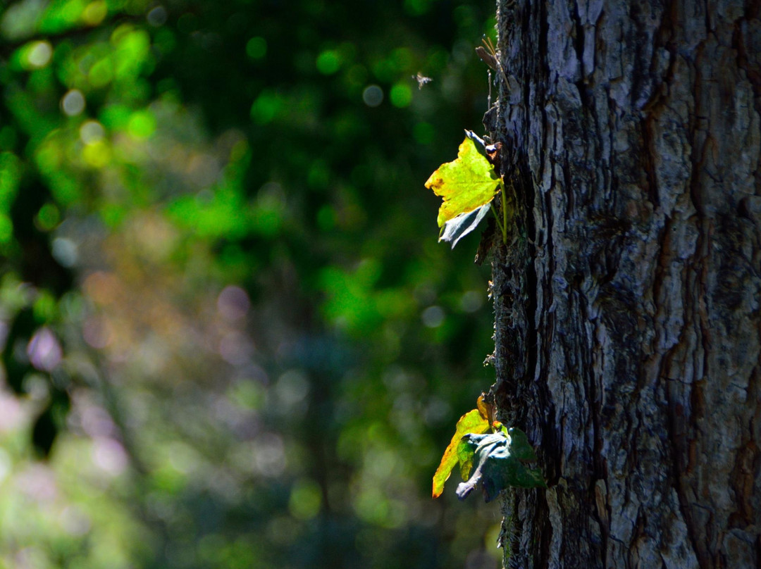 Toyono Cosmos Flower Field-丰能町必去景点