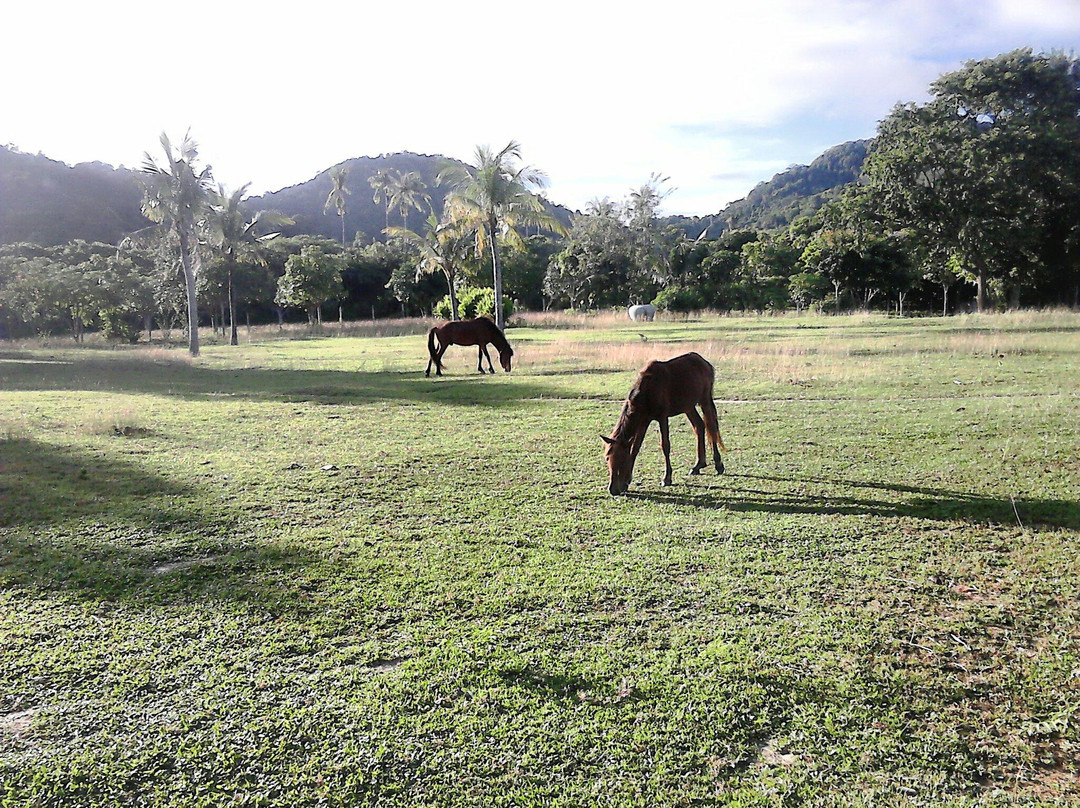 Ranch of the Plantation景点图片