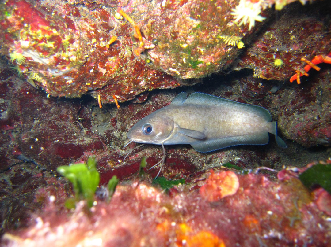 Lipari Diving Center-利帕里必去景点