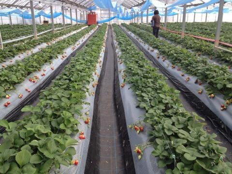 Kichijien-熊本市必去景点