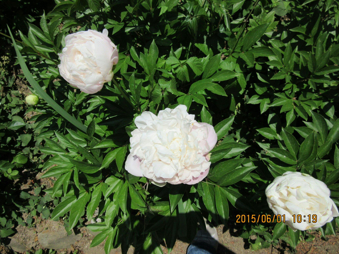 Sukagawa Peony Garden-须贺川市必去景点