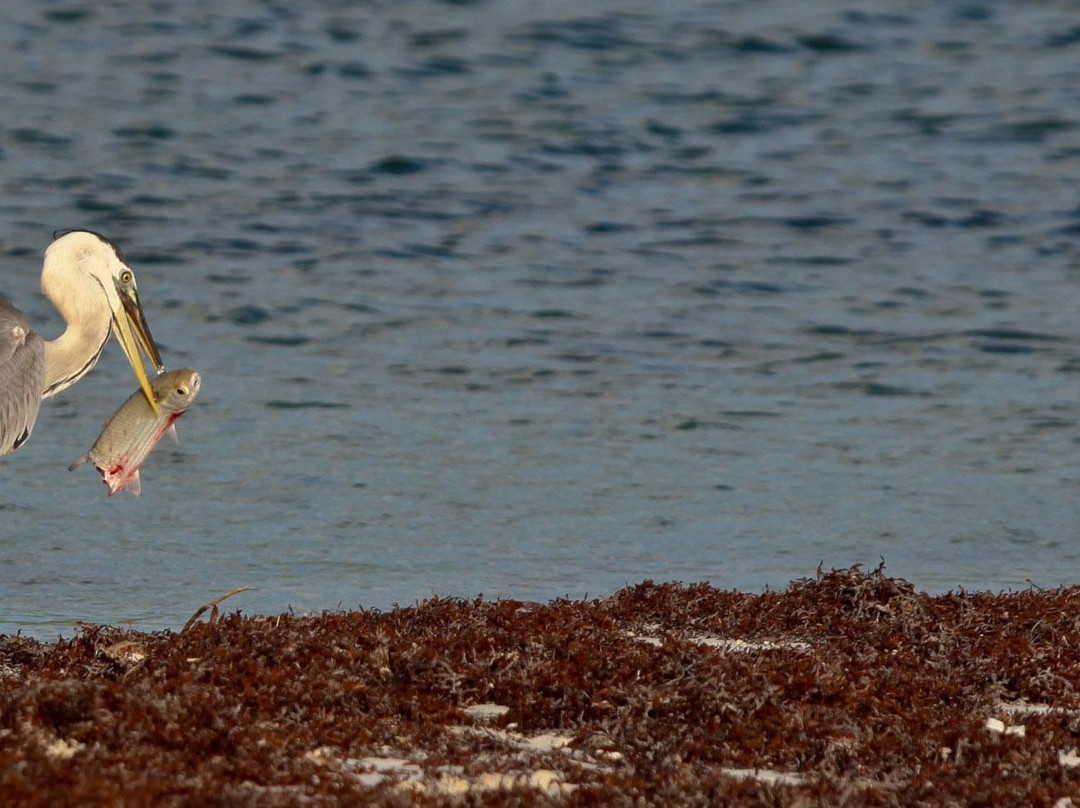 Green Paddle Sian Kaan Tours-锡安卡恩必去景点