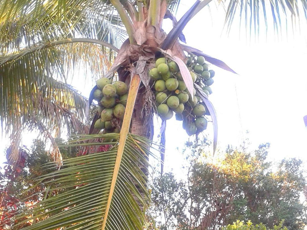 Volunteer Park-劳德代尔堡必去景点