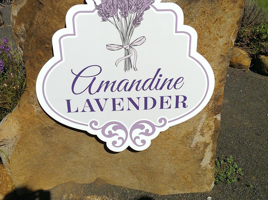 Amandine Lavender景点图片