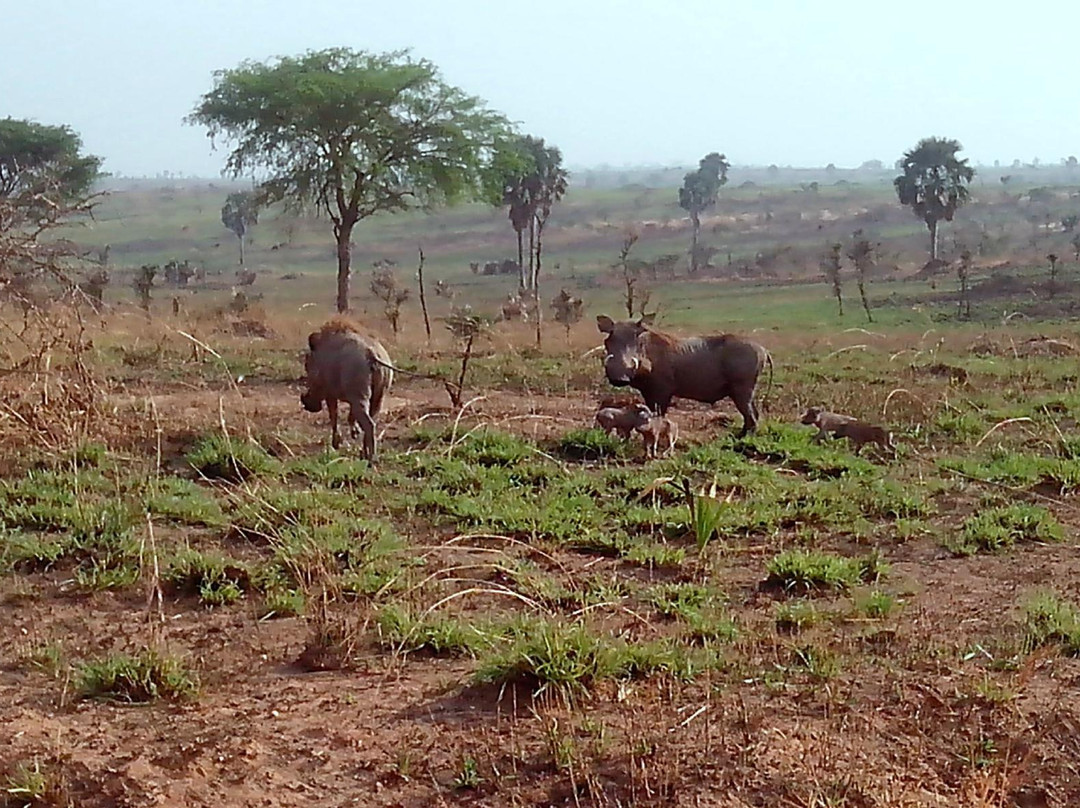 Upper Nile Safaris-坎帕拉必去景点