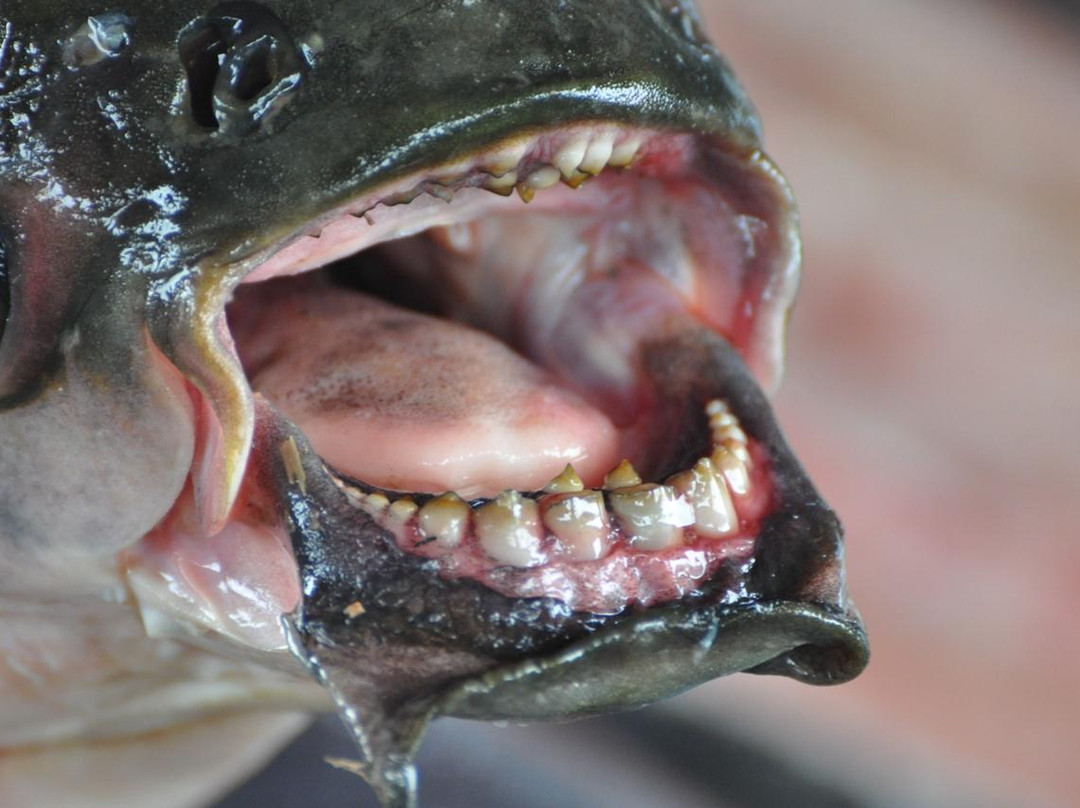 Maica Lake-Santarem必去景点