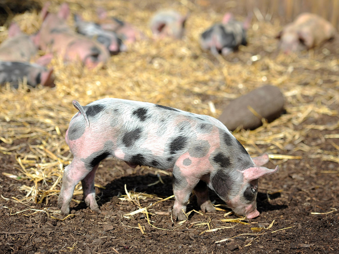 Keelham Farm Shop-斯基普顿必去景点