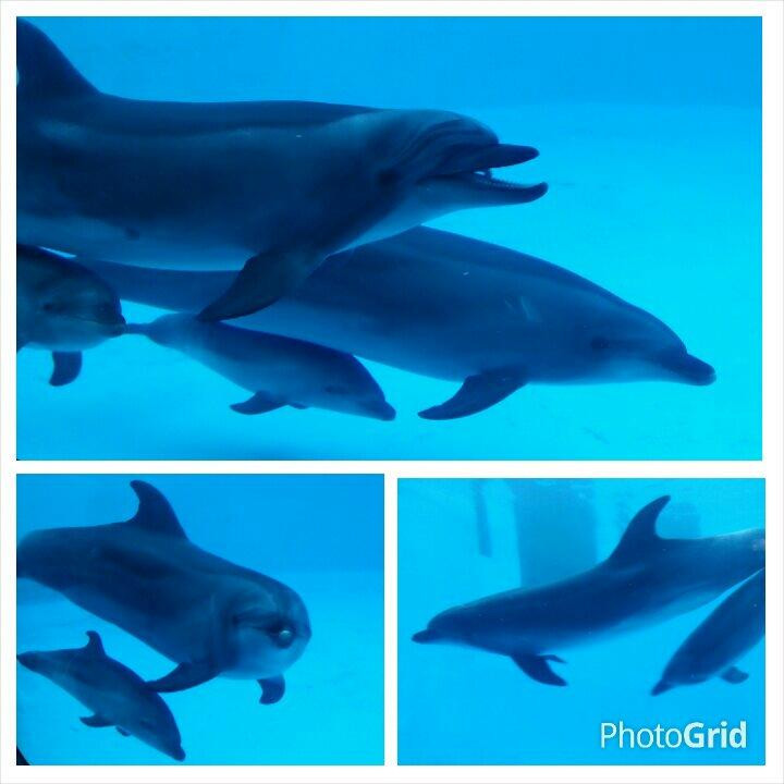 名古屋港水族馆-名古屋市必去景点