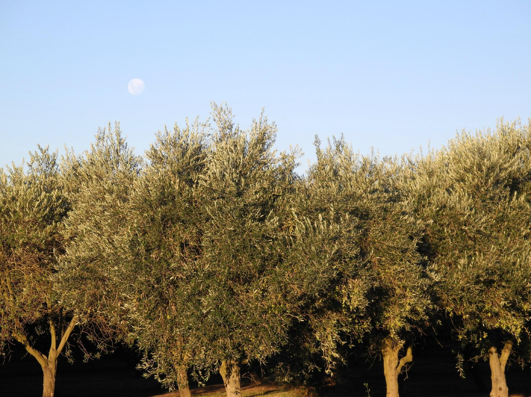 Pukara Estate-Muswellbrook必去景点