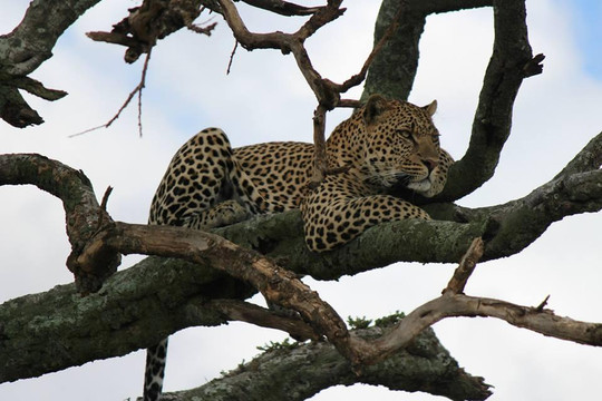 Bountiful Safaris-内罗毕必去景点