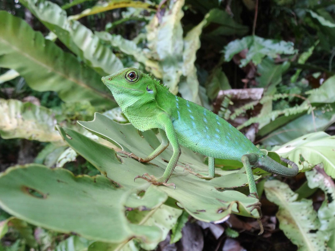Sandakan Rainforest Discovery Centre (RDC)-山打根必去景点