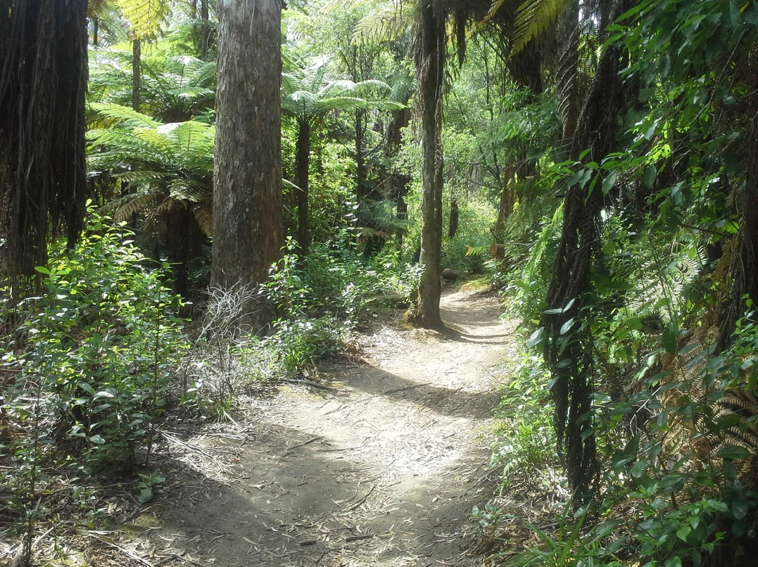 红木森林公园-罗托鲁瓦必去景点