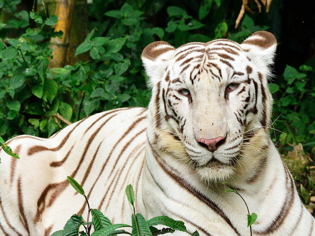 国家动物园-安邦必去景点