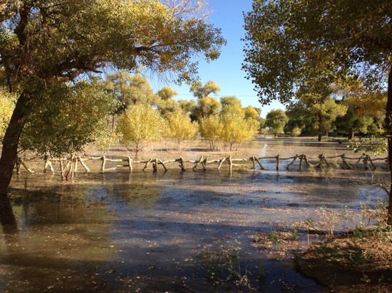 内蒙古额济纳旗胡杨林国家级自然保护区-阿拉善左旗必去景点