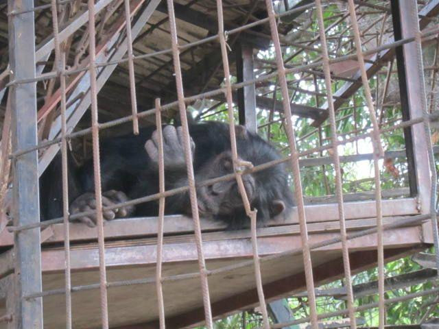 Reptile Park (Parc des Reptiles)-布松布拉必去景点