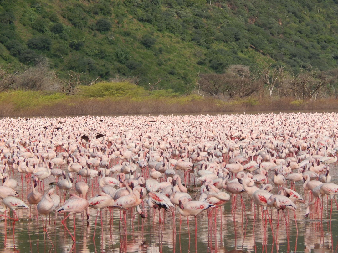 Lake Bogoria-Baringo District必去景点