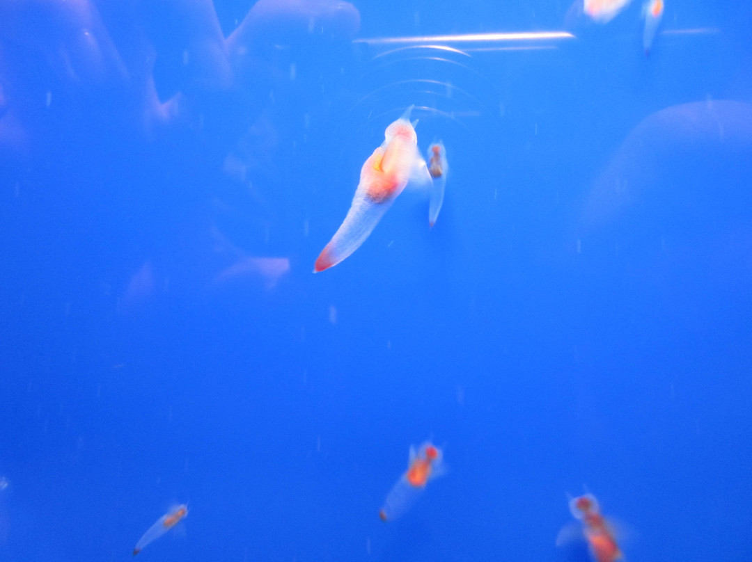 鄂霍次克流冰馆-网走市必去景点