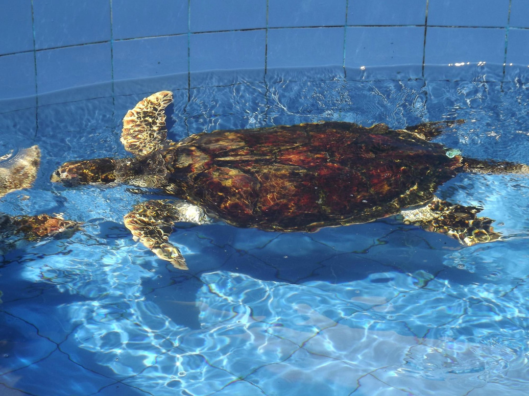 National Aquarium-圣多明哥必去景点