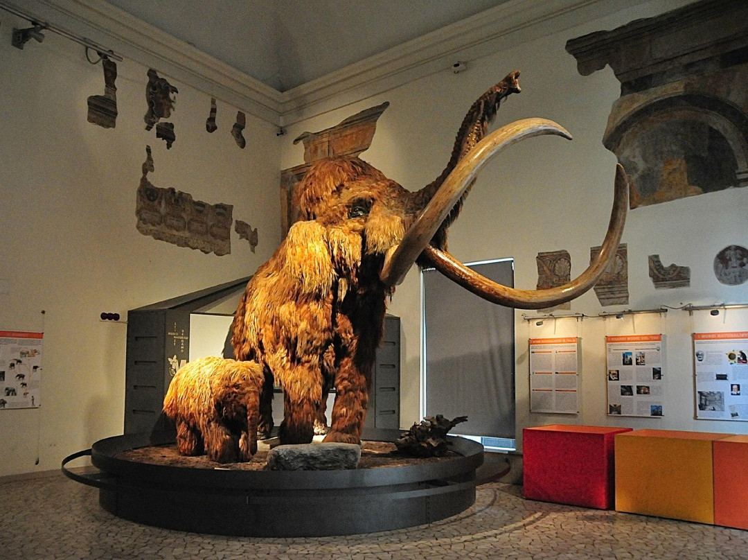 Museo di Scienze Naturali "E. Caffi"景点图片