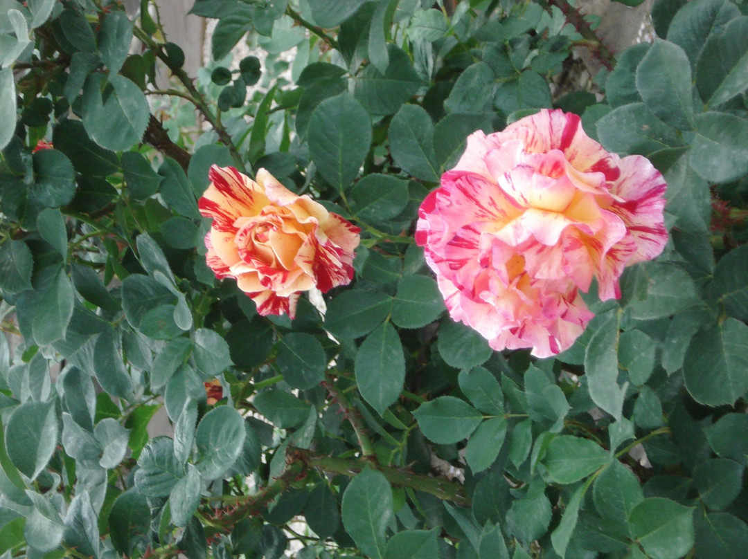 Roseto di San Giovanni景点图片