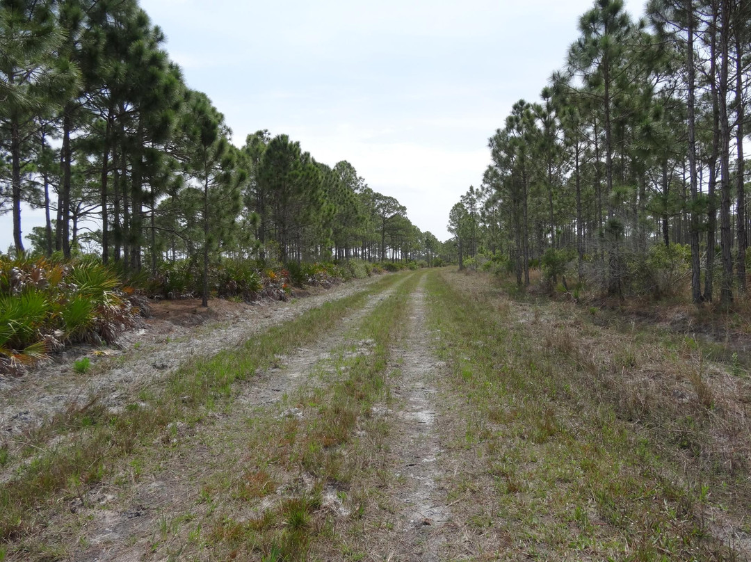 Myakka State Forest-恩格尔伍德必去景点
