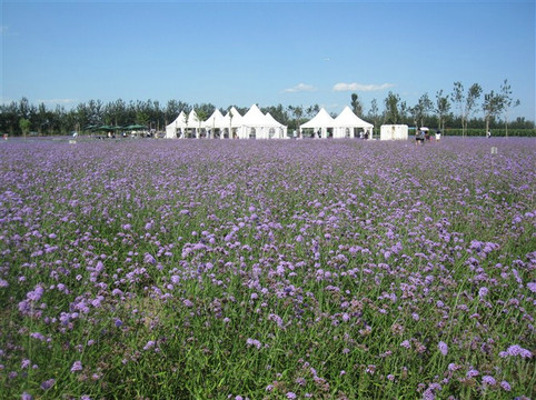 蓝调薰衣草庄园-北京市必去景点