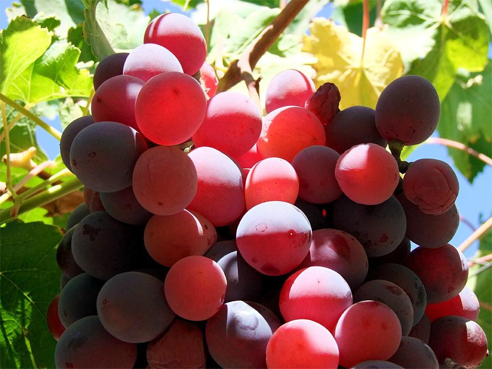 Hacienda Juntas主图