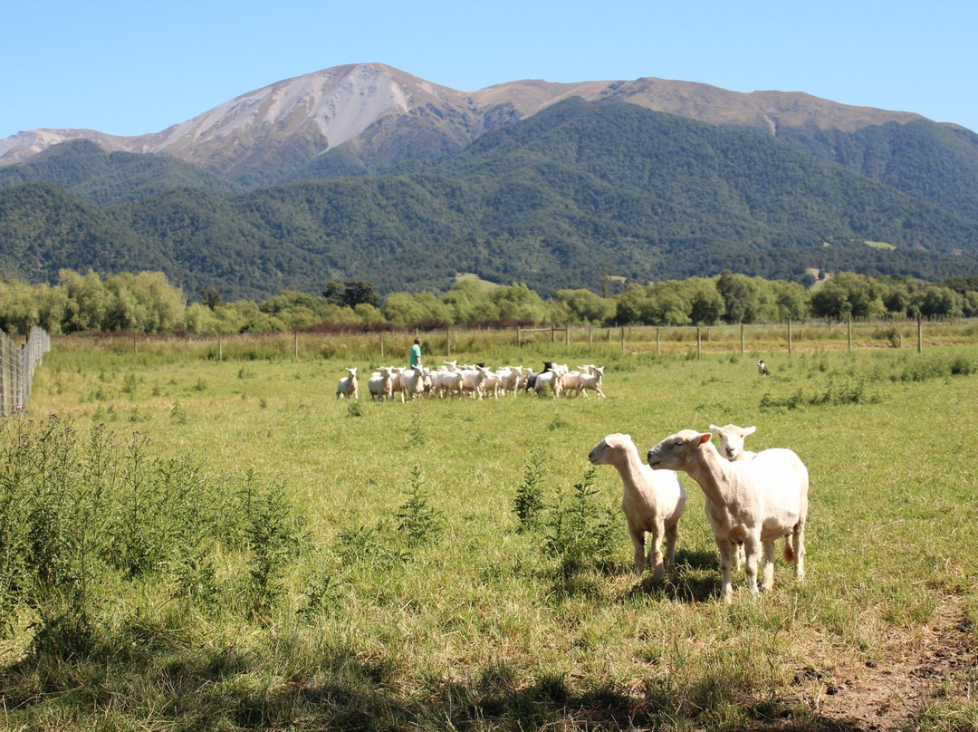 Alpine Views Farmstay and B&B主图