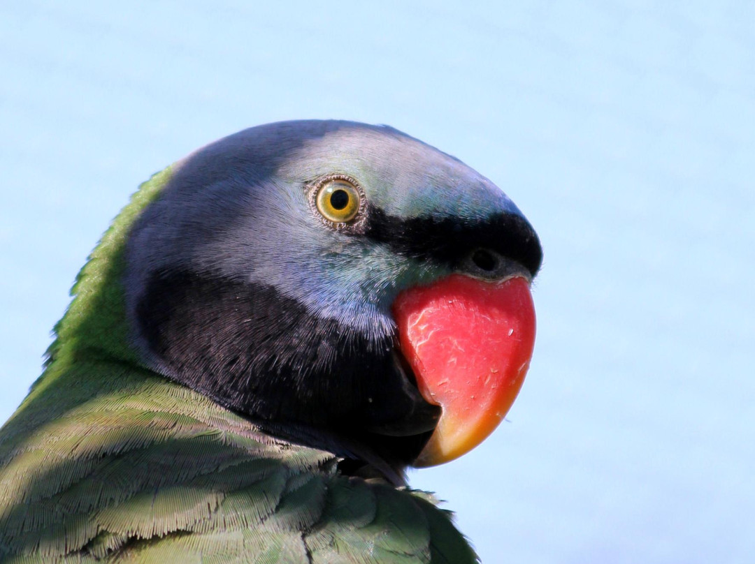 Brooklands Zoo-新普利默斯必去景点