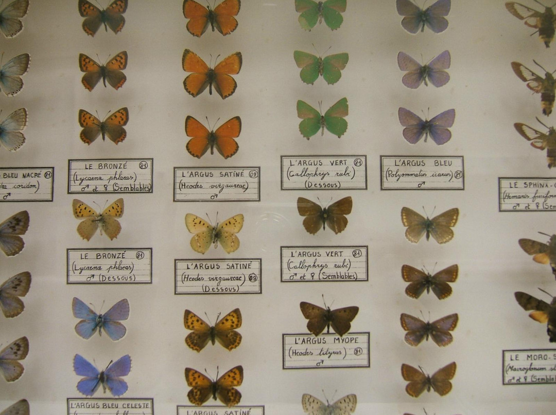 Musee d'Histoire Naturelle Philadelphe Thomas景点图片
