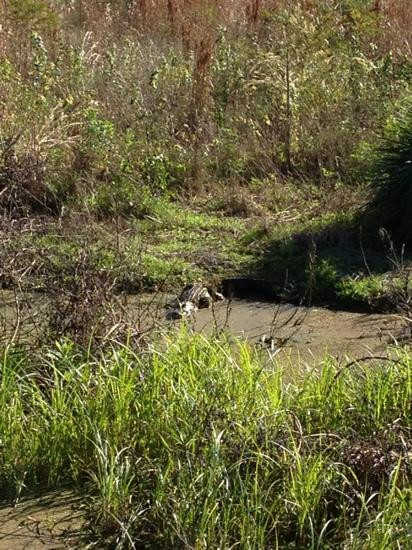 Orange Jeep Tours-Ave Maria必去景点