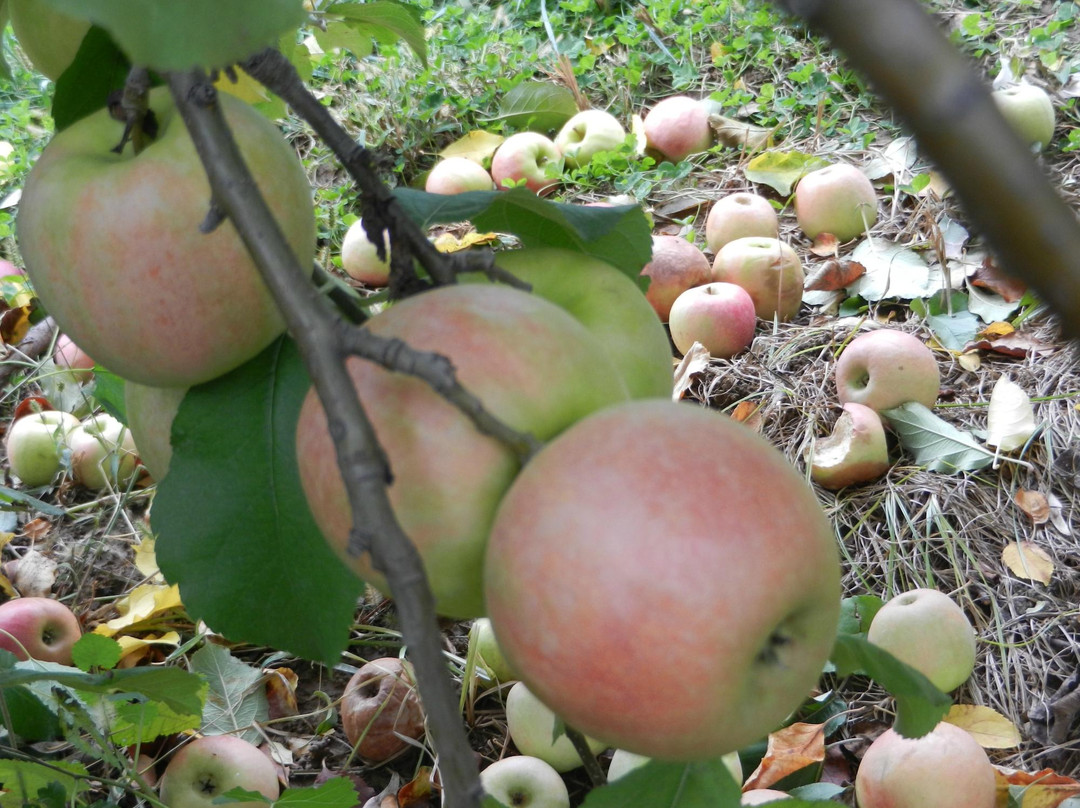 Linvilla Orchards景点图片