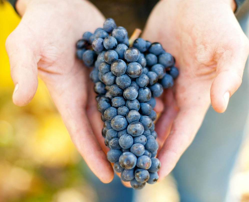 Coelho Winery-Amity必去景点