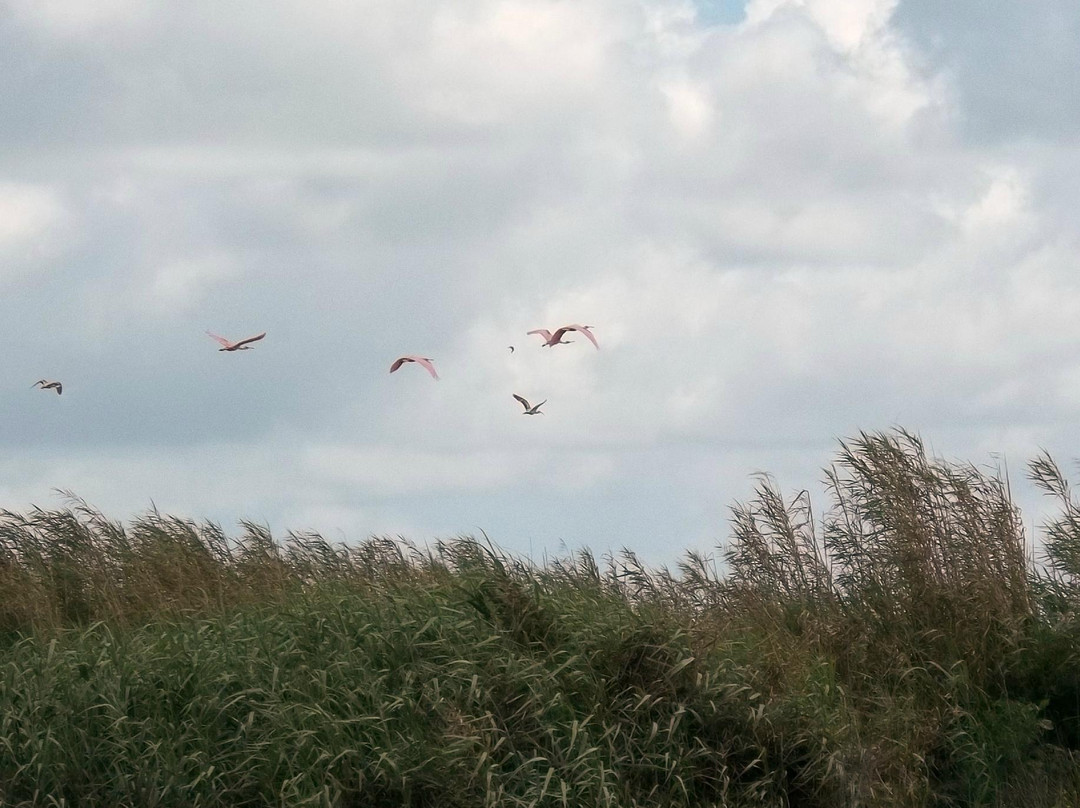 Loughman Lake Airboat Rides景点图片