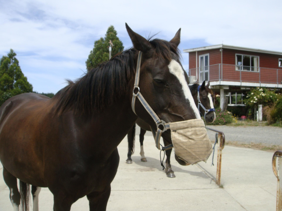 Kowhai Residential School of Riding Ltd景点图片