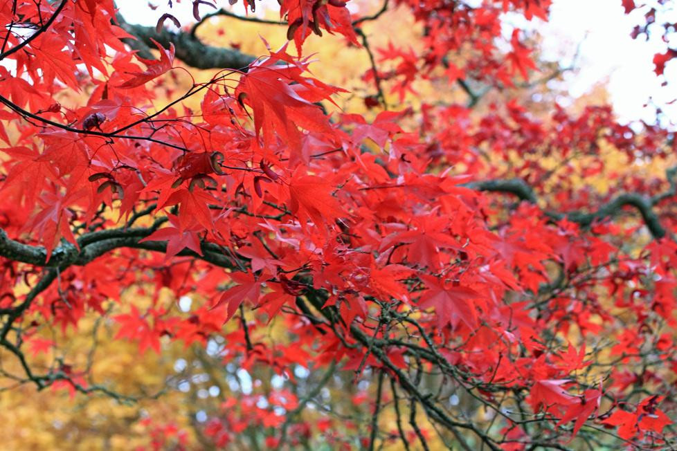 Sheffield Park And Garden景点图片