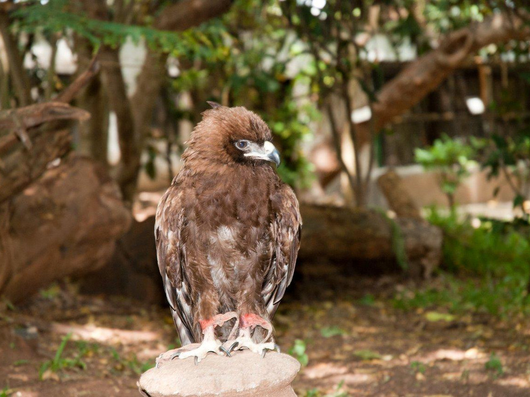 Falconry of Kenya-马林地必去景点