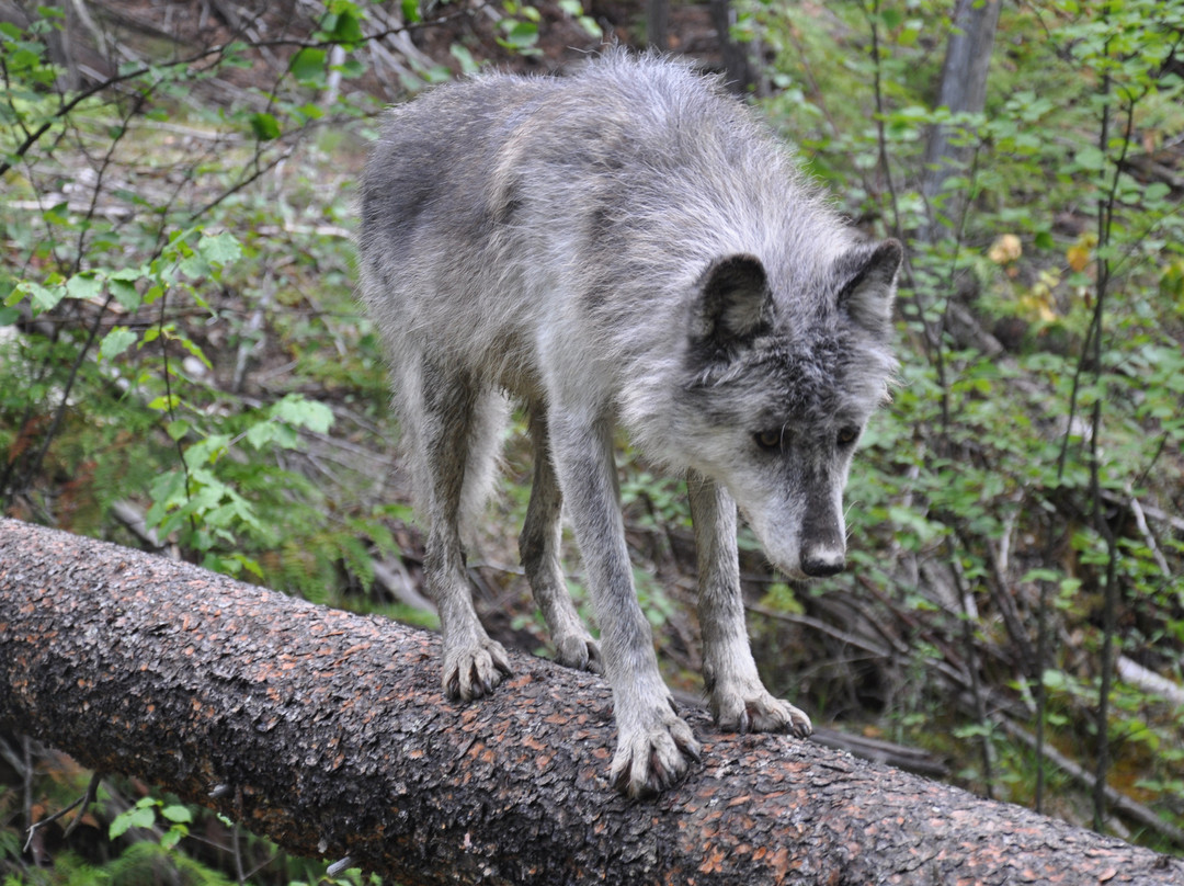 Northern Lights Wildlife Wolf Centre景点图片