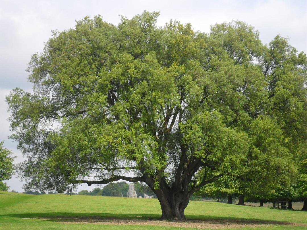 Wimpole Estate景点图片