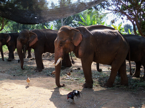 Woody Elephant Sanctuary-夜登必去景点