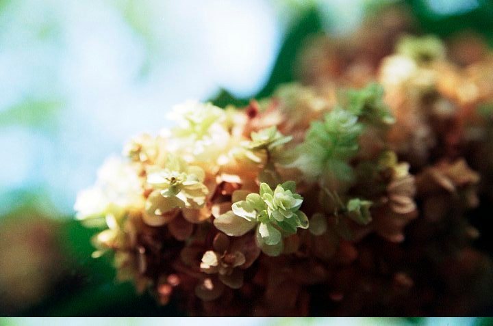 Dixon Gallery & Gardens-孟菲斯必去景点