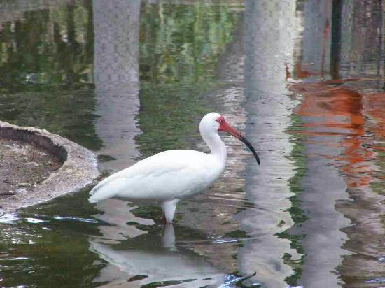 Flamingo Gardens-戴维必去景点
