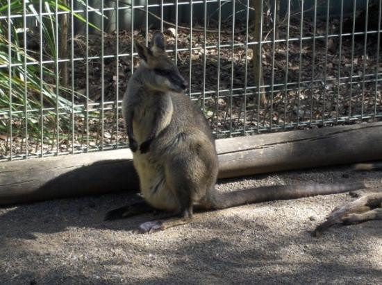 费尔非尔德市农场-悉尼必去景点