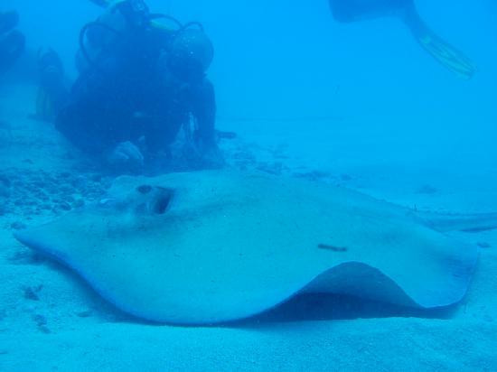 Scuba Zen-Anse Marcel必去景点