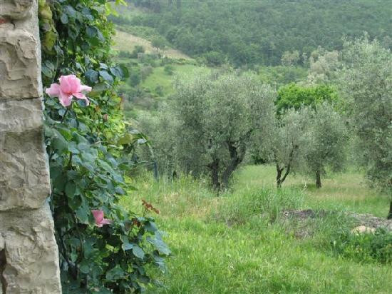 Accidental Tourist-佛罗伦萨必去景点