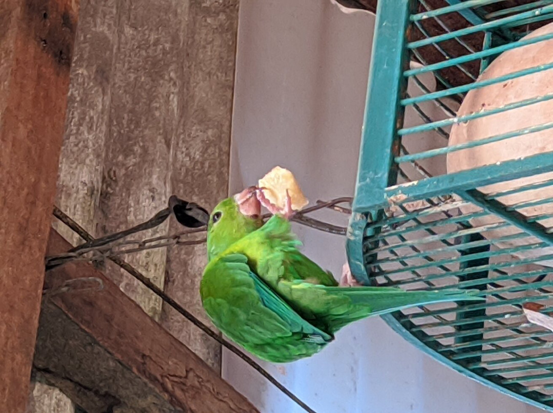 Fazenda Renopolis-圣安东尼奥杜皮尼亚尔必去景点